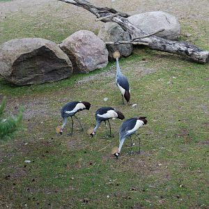 Marabou Storks and Crowned Crane