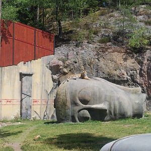 Tiger World Kolmarden