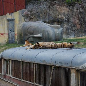 Tiger World Kolmarden