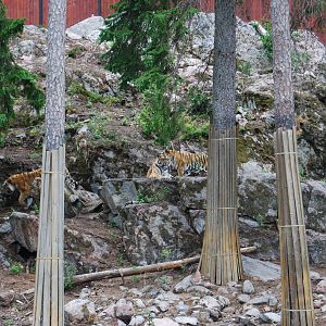 Tiger World Kolmarden