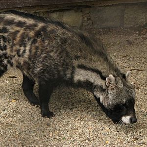 African civet at Olomouc