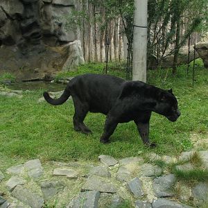 Jaguar exhibit at zoo Olomouc