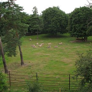 Gemsbok exhibit at zoo Olomouc