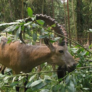 Siberian ibex at Zoo Olomouc