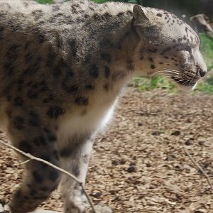 Snowleopard in Kolmarden Zoo