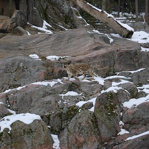 Snowleopard exbith