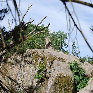 Snowleopard Kolmarden Zoo