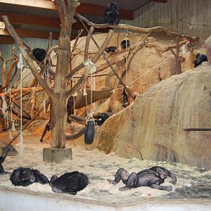 Chimpanzee, Indoor exbith