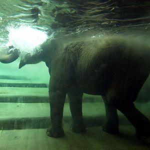 Leipzig Zoo - Elephant Underwater