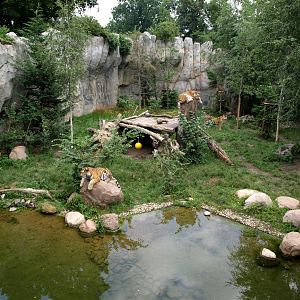 Leipzig Zoo - Tiger Taiga