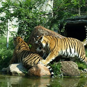 Leipzig Zoo - Amur tigers