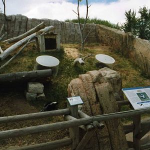 Skunk Exhibit