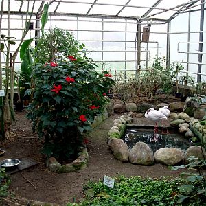 Gron Verden - Flamingoes