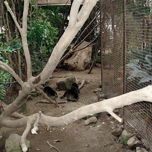 Gron Verden - Racoon exhibit