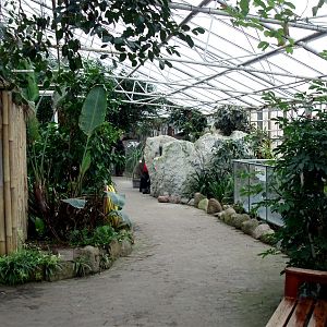 Gron Verden - Rainforest