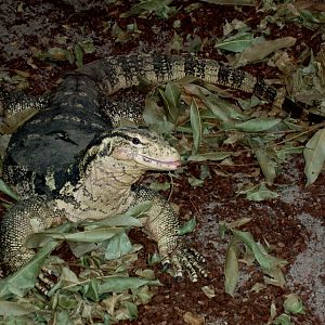 Gron Verden - Water monitor