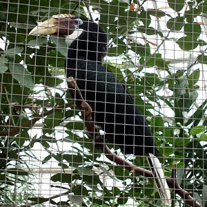Gron Verden - Wreathed hornbill