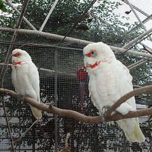 Gron Verden - Parrots