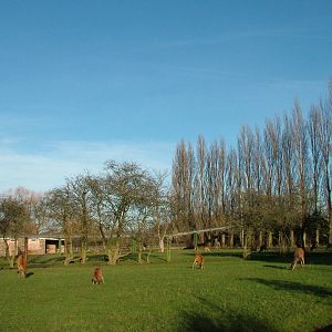 Ostrich and Sitatunga at Chester Dec 08