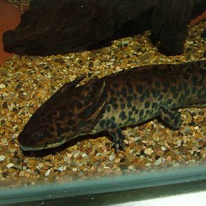 Ambystoma andersoni at Chester Dec 08