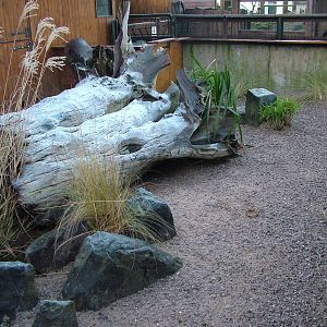 Meerkat enclosure at Chester Dec 08