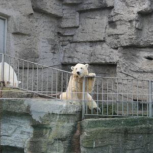 ice bear (polar) - zoo trip europe 2008