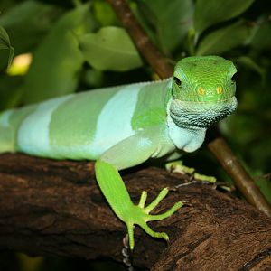 iguana -do you know what kind? zoo trip europe 2008