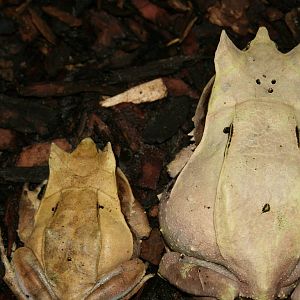 male and a female frogs