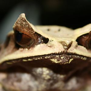 female frog