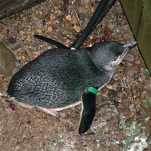 Little Blue Penguin at Bristol Dec 08