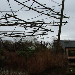 Agile Gibbon enclosure at Bristol Dec 08