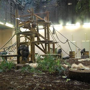 Indoor Gorilla Exhibit