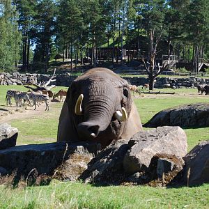 African Elephant ,Savanna,  Boras Zoo