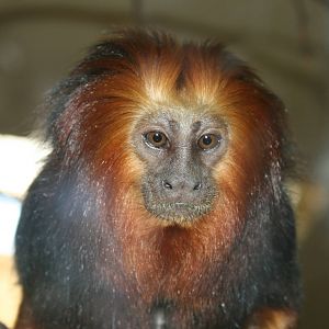 golden headed lion tamarin- indoor exhibit- zoo trip Europe 2008