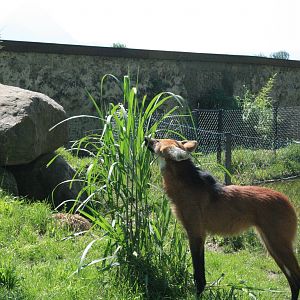 maned wolf-zoo trip Europe 2008