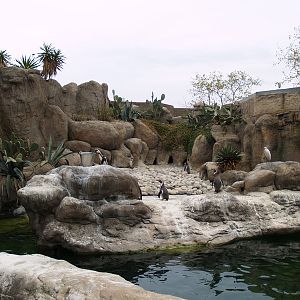 Barcelona Zoo - Humboldt penguins