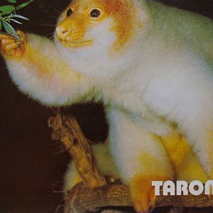 Taronga Zoo guidebook