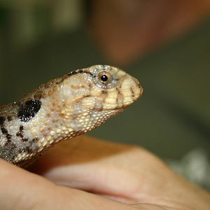 corocodile lizard -zoo trip Europe 2008
