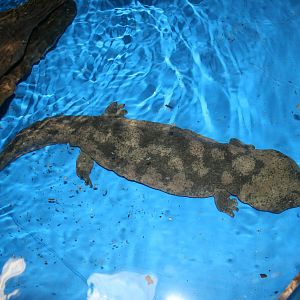 giant salmader-zoo trip Europe 2008