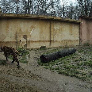 Tiger-Exhibit
