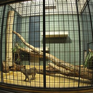 Ocelot-cage