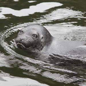 Baltic Seal (Pusa hispida botnica)