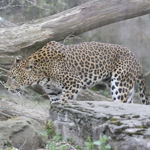 Sri Lankan Leopard (Panthera pardus kotiya)