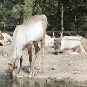 Forest Reindeers (Rangifer tarandus fennicus)
