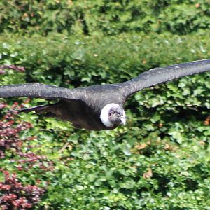 Andean condor in flight