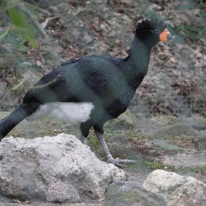 Red-billed Curassow (Crax blumenbachii) male