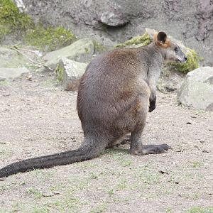 Swamp Wallaby (Wallabia bicolor)