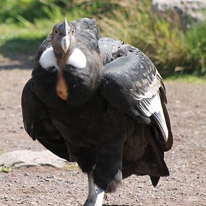 IMG_3223_Andean_condor