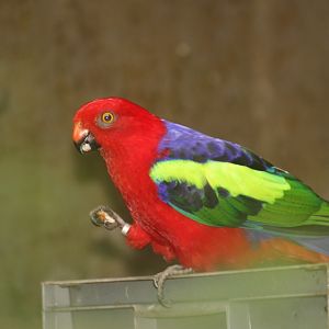 Papuan King Parrot (Alisterus chloropterus moszkowskii)
