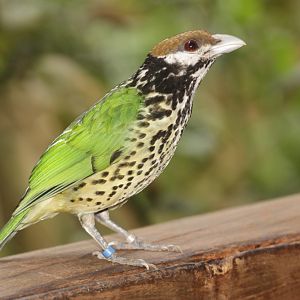 White-eared Catbird (Ailuroedus buccoides)